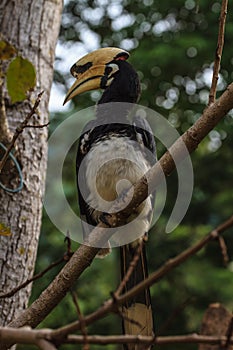 Portrait of Oriental pied hornbill