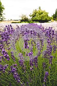 Portrait orientation of lavender flowers at a lavender farm in Sequim WA on the Olympic Peninsula
