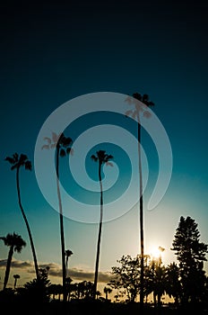 Portrait orientation of a sunset with palm trees in Laguna Beach California. Artistic filter applied