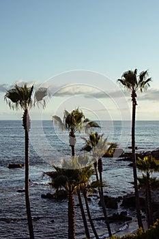 Portrait orientation of a sunset with palm trees in Laguna Beach California. Golden hour during sunset