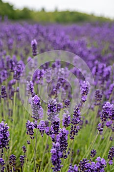 Portrait orientation view of lavender flowers at a farm in Sequim Washington