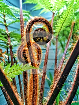 A portrait-oriented image of a beautiful fern koru offspring in New Zealand