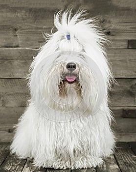 Portrait of an original Coton de TulÃ©ar dog - pure white like c
