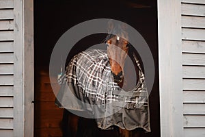 Orlov trotter stallion horse standing in shelter in paddock