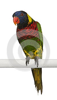 Portrait of Ornate Lorikeet, Trichoglossus ornatus, a parrot photo