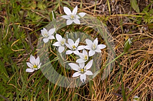 Portrait of a Ornithogalum umbellatum - garden star-of-Bethlehem blossom