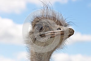 Portrait of an ostrich