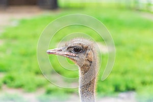 Portrait of an ostrich with big eyes pink beak against blurred green background.sunny summer day. Ostrich eyes closeup