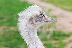 Portrait of an ostrich with big eyes pink beak against blurred green background.sunny summer day. Ostrich eyes closeup