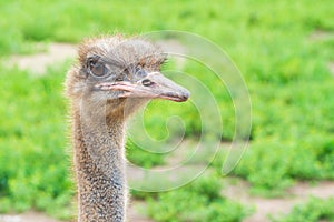 Portrait of an ostrich with big eyes pink beak against blurred green background.sunny summer day. Ostrich eyes closeup