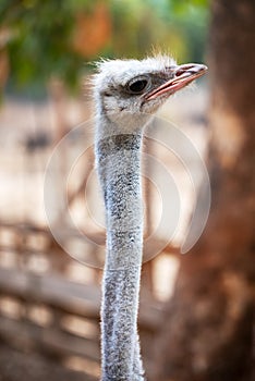 Portrait of ostrich bird