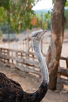 Portrait of ostrich bird