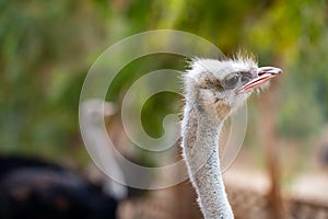 Portrait of ostrich bird