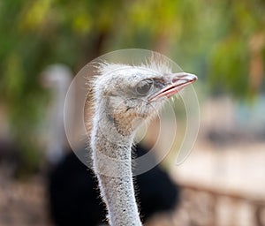 Portrait of ostrich bird