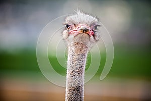 Portrait of a Ostrich, close up