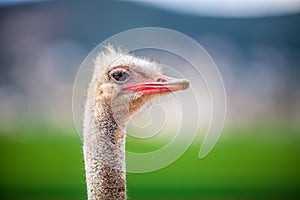 Portrait of a Ostrich, close up