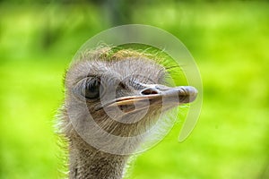 Portrait of an ostrich
