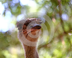 Portrait of an ostrich  Ostrich face close up