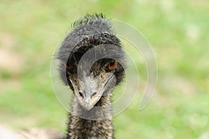 Portrait of the ostrich on the green background