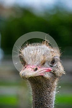 Portrait of ostrich head