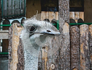 Portrait of an ostrich. Head of emu. (Struthio camelus) is one of large flightless birds native to Africa.