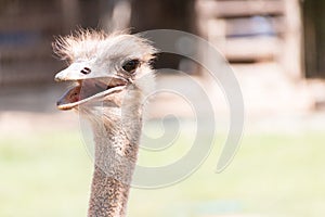Portrait Ostrich head