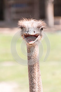 Portrait Ostrich head