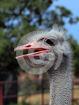 Portrait of an ostrich in profile, close-up, on a Sunny day on a blurred background.