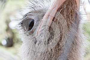 Portrait of an ostrich in sunny day