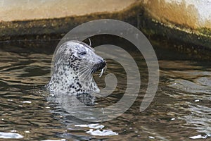 Portrait of Otariidae head - Sea lion in the water