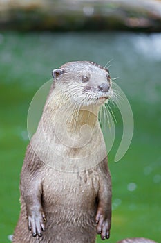 The portrait of Otter with green pool