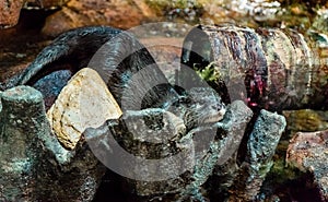 Portrait of an otter lying on the figure stone