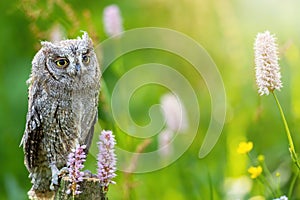 Portrait of otus scops standing in the meadow