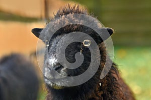 Portrait of Ouessant sheep