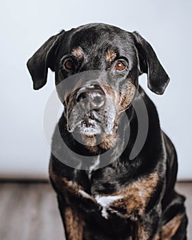 Portrait of our beloved Rottie