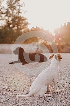 Portrait outdoors of a beautiful black labrador lying on the floor and a cute small white dog at sunset during golden hour. Pets