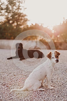 Portrait outdoors of a beautiful black labrador lying on the floor and a cute small white dog at sunset during golden hour. Pets