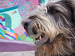 Portrait ov a mixed-breed dog