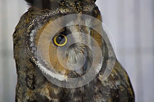 Portrait of owl