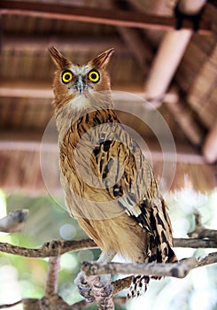 Portrait of an owl