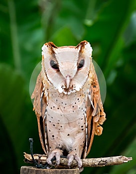 Portrait of an owl