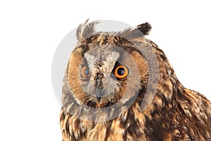 Portrait owl