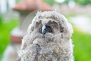 Portrait of the owl