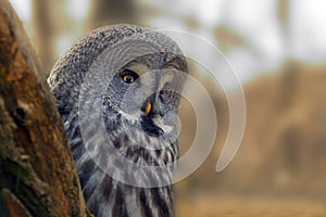 Portrait Owl with big orange eyes behind larch tree