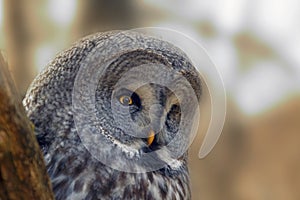 Portrait Owl with big orange eyes behind larch tree trunk