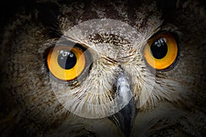 Portrait owl with big yellow eyes with black vintage