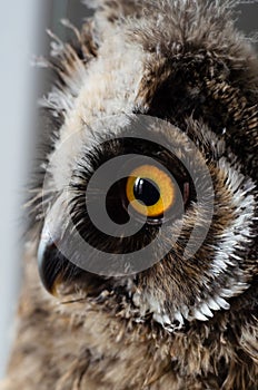 Round orange eye of an owl. Portrait of a bird, close-up.