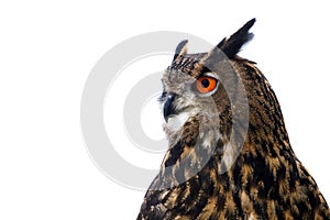 Portrait of owl. Eurasian eagle owl, Bubo bubo, isolated on white background. Detail of beautiful large owl with orange eyes.