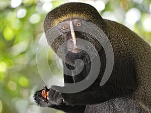 Portrait owl-faced monkey