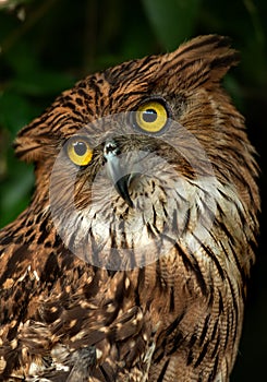 Portrait of an owl